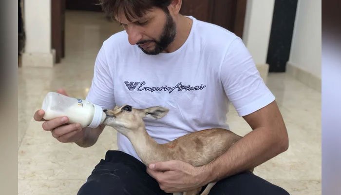 animals-removed-from-shahid-afridi-s-house-in-karachi-s-dha