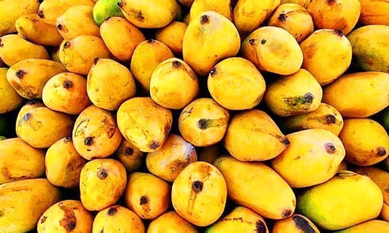 fo-rejects-claims-about-sending-pakistani-mangoes-as-gift-to-other-countries