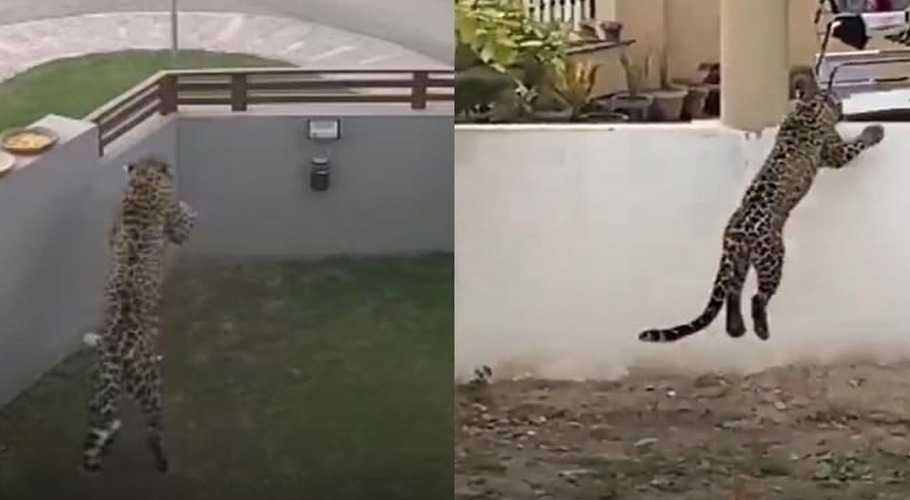 leopard-on-the-loose-in-islamabad