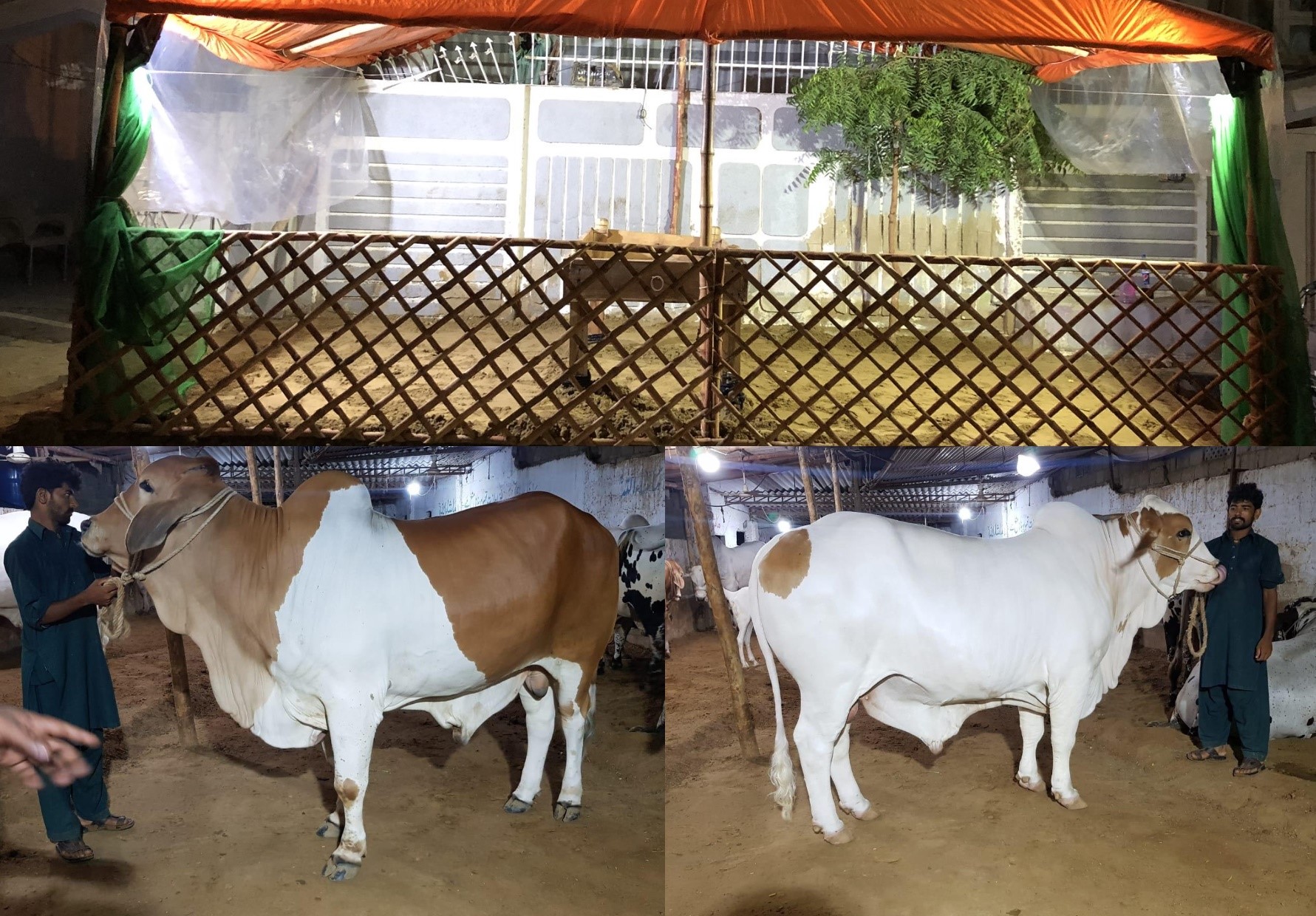 sarfaraz-ahmed-has-his-eid-animals-ready-do-you