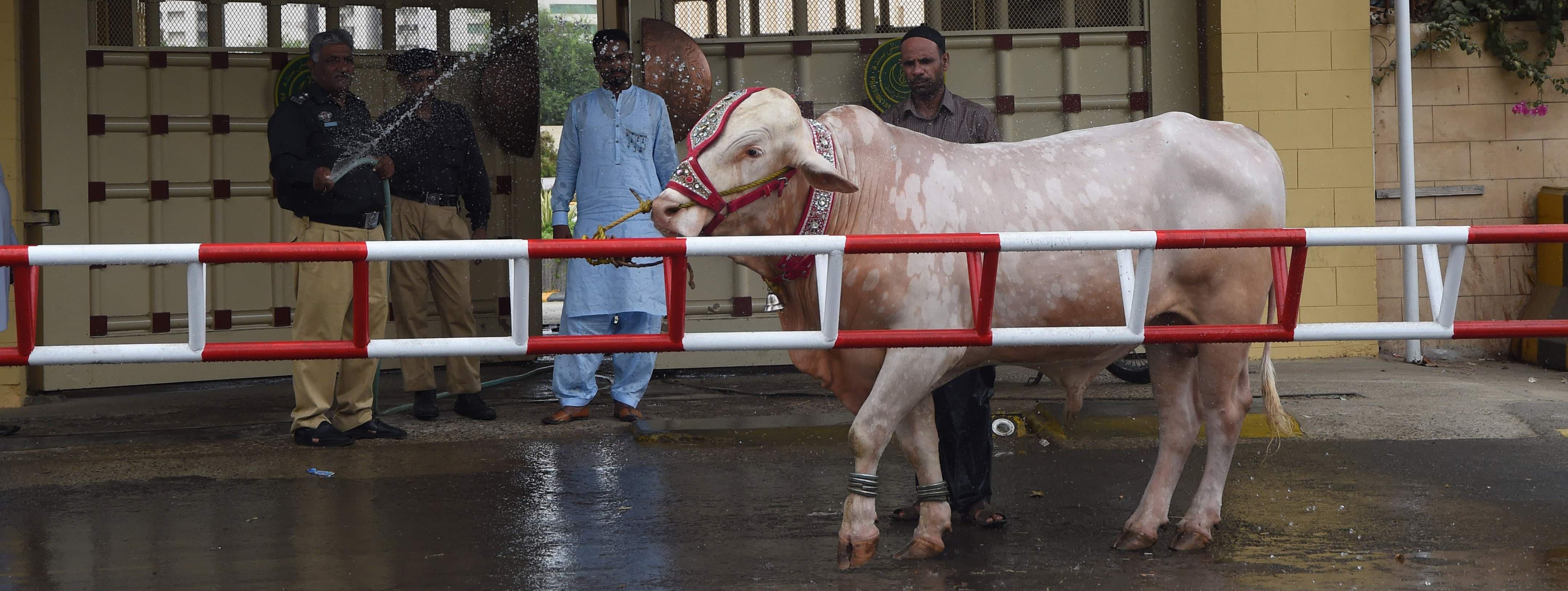 cow-washes-are-the-next-big-thing-this-eid