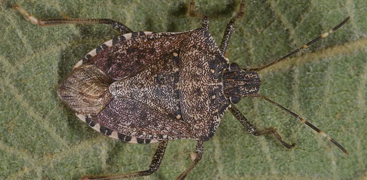 france-launches-anti-bed-bug-offensive