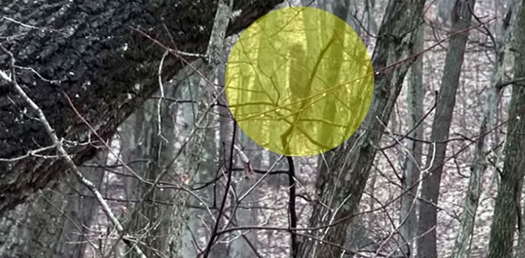 watch-bigfoot-sighting-in-2020-video-goes-viral